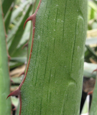 Palmaris Agave lophantha poselgeri