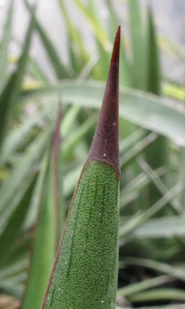 Palmaris Agave lophantha poselgeri