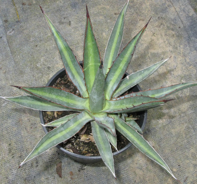 Palmaris Agave lophantha poselgeri