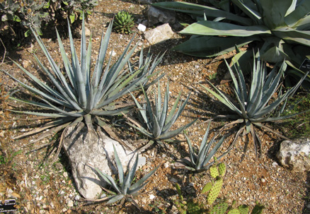 Palmaris Agave lophantha caerulea Nice