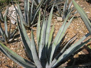 Palmaris Agave lophantha caerulea Nice