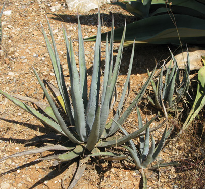 Palmaris Agave lophantha caerulea Nice