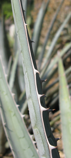 Palmaris Agave lophantha caerulea