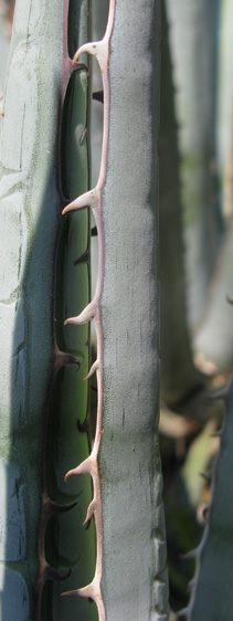 Palmaris Agave lophantha caerulea