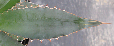 Pépinière Palmaris Agave lophantha latifolia ensifera