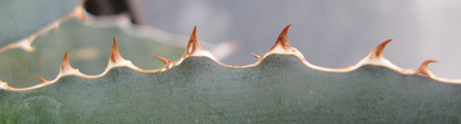 Pépinière Palmaris Agave lophantha latifolia ensifera