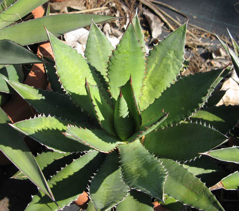 Pépinière Palmaris Agave lophantha latifolia ensifera Van der Meer