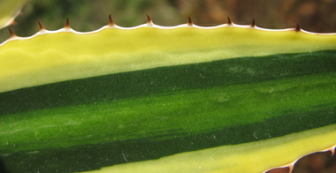 Pépinière Palmaris Agave lophantha latifolia marginata