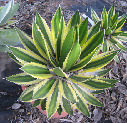 Pépinière Palmaris Agave lophantha latifolia marginata Van der Meer