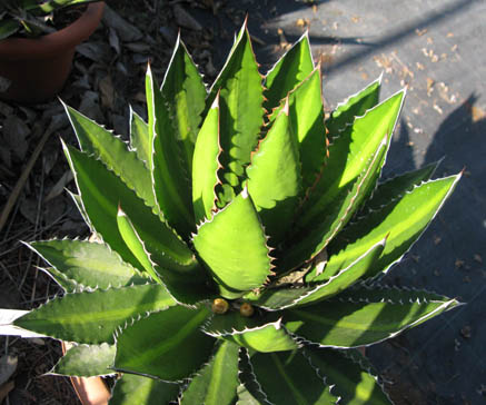 Pépinière Palmaris Agave lophantha latifolia splendida Van der Meer