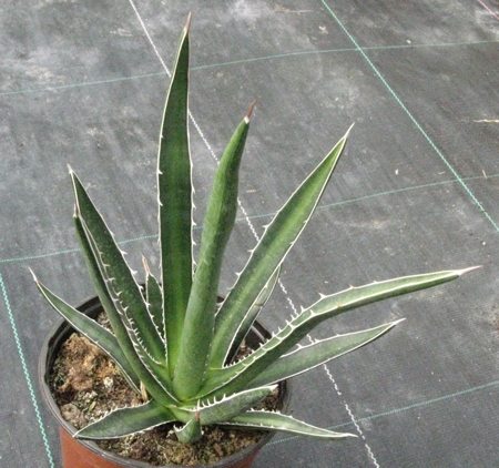 Pépinière Palmaris Agave lophantha lophantha