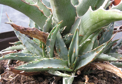 Pépinière Palmaris Agave lophantha compacta