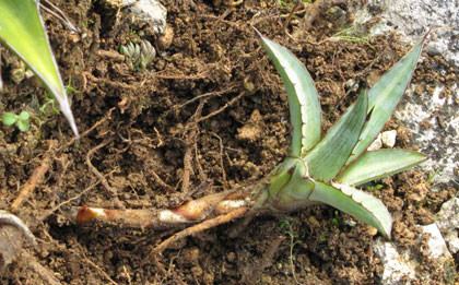 Pépinière Palmaris Agave lophantha poselgeri drageon Cactuseraie