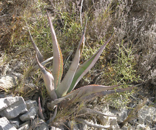 Palmaris Agave lurida Foncaude