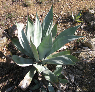 Palmaris Agave lurida Cactuseraie