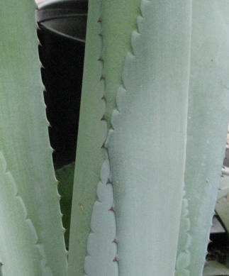 Palmaris Agave lurida