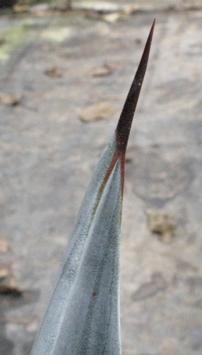 Palmaris Agave lurida