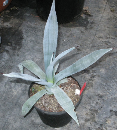 Palmaris Agave lurida