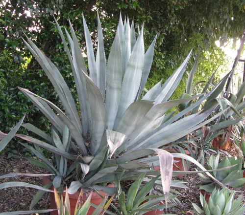 Pépinière Palmaris Agave lurida Van der Meer