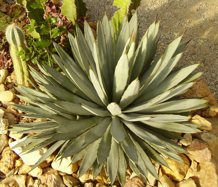 Palmaris Agave macroacantha Cactuseraie