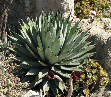 Palmaris Agave macroacantha Monaco