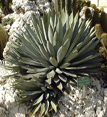 Palmaris Agave macroacantha Monaco