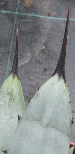 Palmaris Agave macroacantha