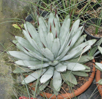 Palmaris Agave macroacantha