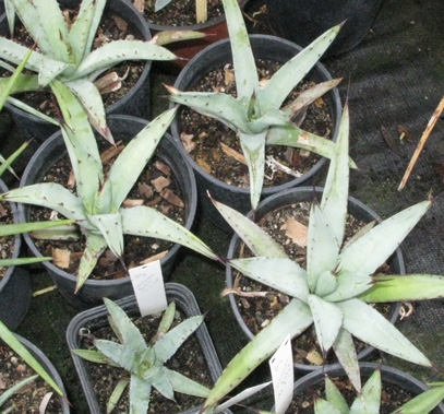 Palmaris Agave macroacantha