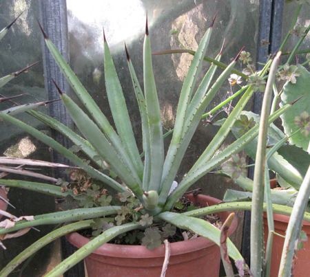 Pépinière Palmaris Agave macroacantha longifolia Navarro