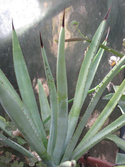 Pépinière Palmaris Agave macroacantha longifolia Navarro