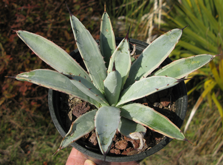 Pépinière Palmaris Agave macroacantha marginata  "Blue ribbon"