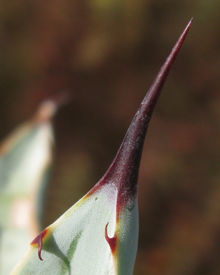 Pépinière Palmaris Agave macroacantha marginata  "Blue ribbon"