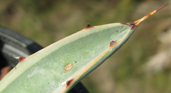 Pépinière Palmaris Agave macroacantha marginata  "Blue ribbon"