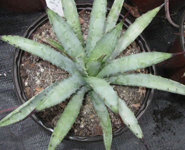 Palmaris Agave macroacantha