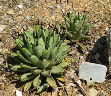 Palmaris Agave macroacantha vert Nice