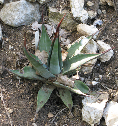 Palmaris Agave gentryi Cactuseraie