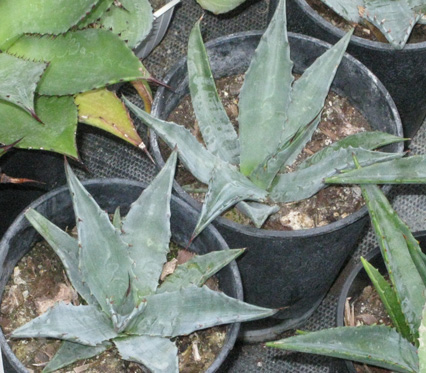 Palmaris Agave gentryi