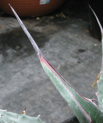 Palmaris Agave macroculmis