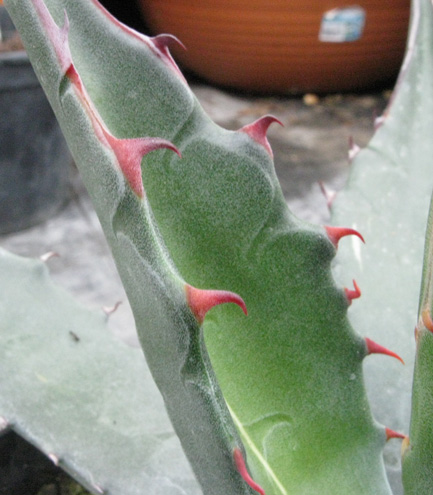 Palmaris Agave gentryi