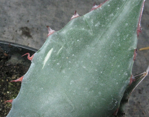 Palmaris Agave macroculmis