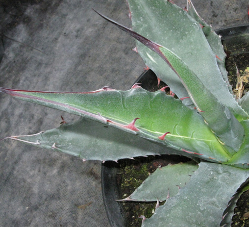 Palmaris Agave macroculmis