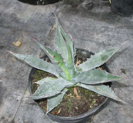 Palmaris Agave gentryi