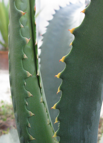 Pépinière Palmaris Agave mapisaga mapisaga Navarro