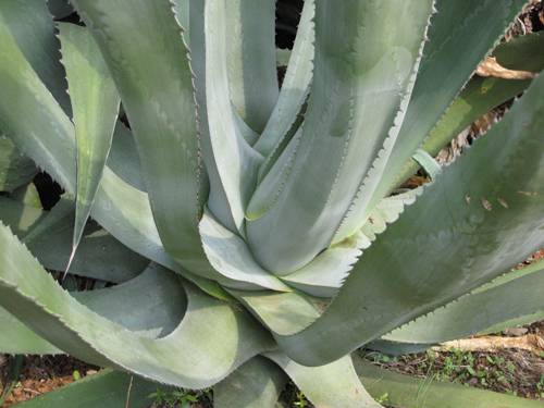 Pépinière Palmaris Agave mapisaga mapisaga Nice