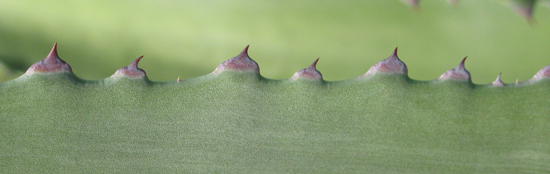 Pépinière Palmaris Agave mapisaga mapisaga Nice