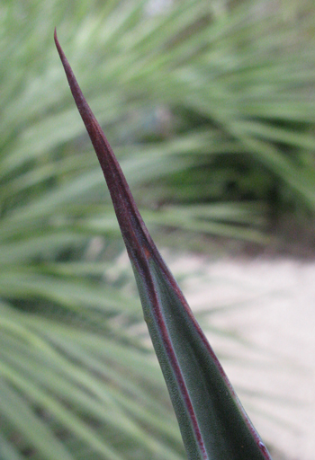 Pépinière Palmaris Agave mapisaga mapisaga Navarro