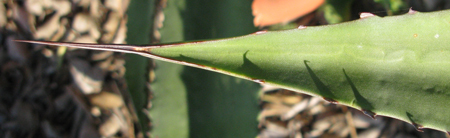 Pépinière Palmaris Agave mapisaga mapisaga 