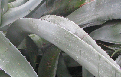 Pépinière Palmaris Agave mapisaga mapisaga Nice