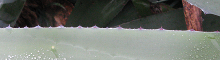 Pépinière Palmaris Agave mapisaga mapisaga Nice